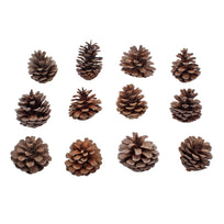Art.6789 Bolsa Piñitas Naturales 5cm (Aprox) 12pz