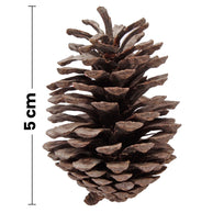 Art.6789 Bolsa Piñitas Naturales 5cm (Aprox) 12pz