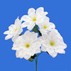image variant Blanco