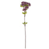 image variant Lavanda