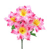 image variant Rosa