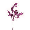 image variant Rosa