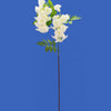 image variant Blanco
