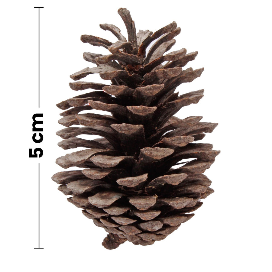 Art.6789 Bolsa Piñitas Naturales 5cm (Aprox) 12pz