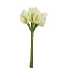 image variant Crema