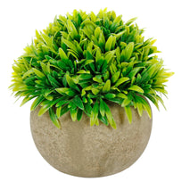 Art.10577 Planta Grande Redonda Base Fina