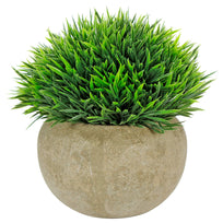 Art.10579 Planta Grande  Redonda  Base Fina
