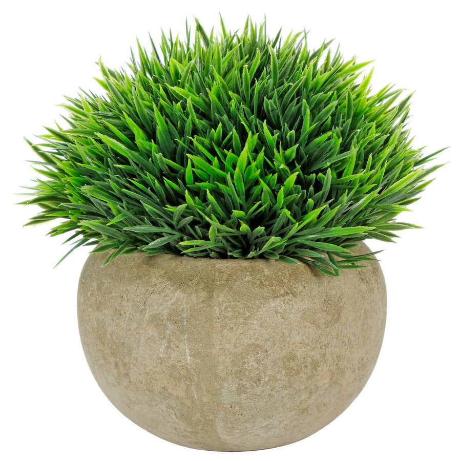 Art.10579 Planta Grande  Redonda  Base Fina