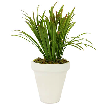 Maceta Con Plantita